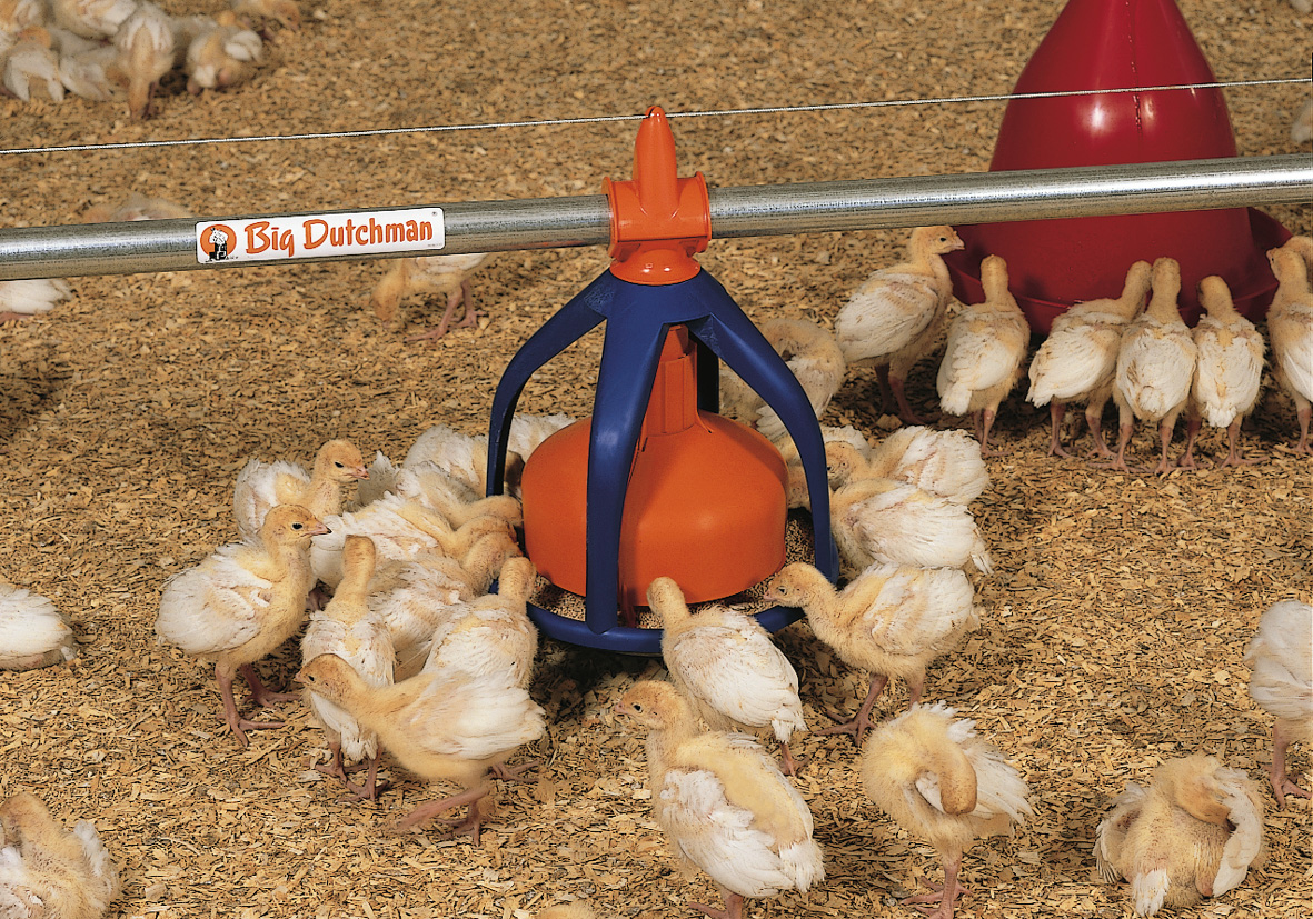 Цыплята как ухаживать в домашних. Ферма индюков Биг 6. Оборудование для бройлеров индюков. Кормление цыплят индюков. Выращиваем индюков.
