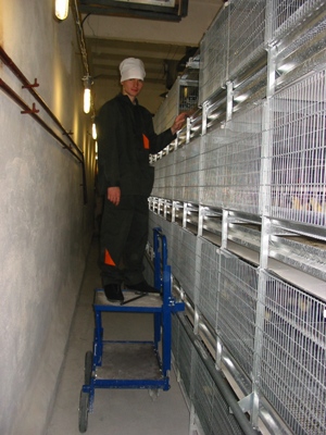 Сайт пермской птицефабрики