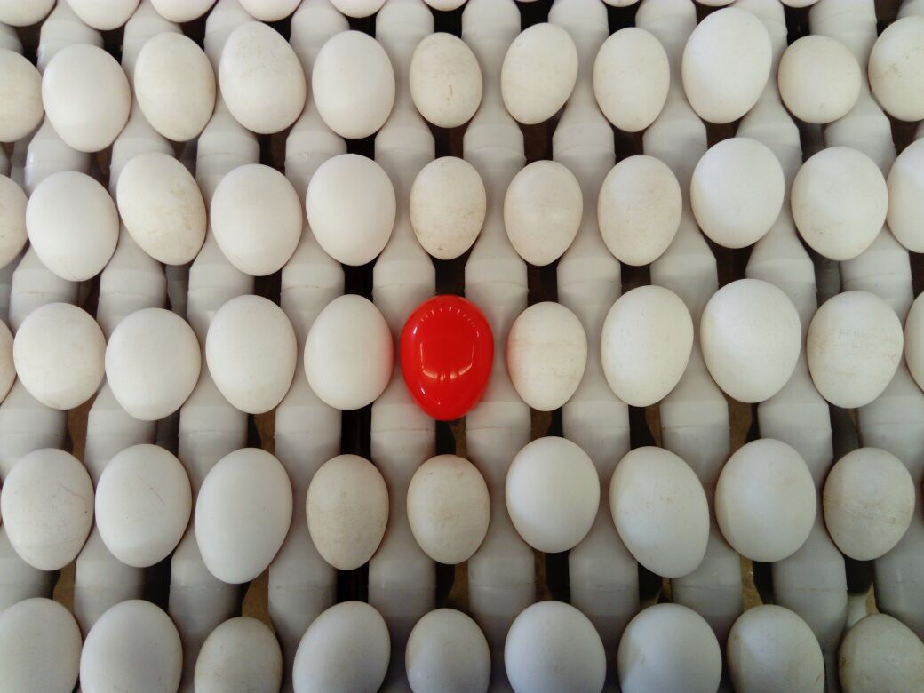Датчик на яйцо в инкубаторе. Датчик на яйцо. Температурный датчик на яйцо. Электронное яйцо.