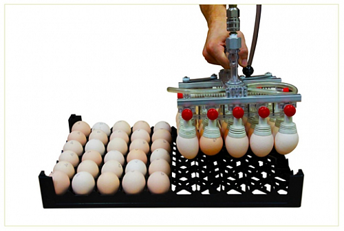 Вакуумный аппарат для перекладки яиц